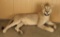 Full Mounted African Lion
