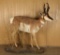 Full Mounted Pronghorn