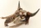 Painted Buffalo Skull
