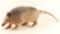 Full Mounted Armadillo
