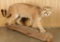 Full Mounted Mountain Lion