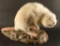 Full Mounted Albino Beaver