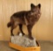 Full Mounted Brown Wolf