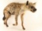 Full Mounted Hyena