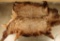 Large Elk Hide