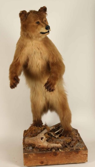 Smaller Full Mounted Bear