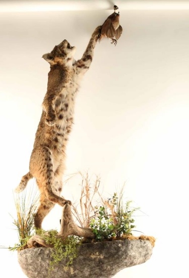 Full Mounted Bobcat