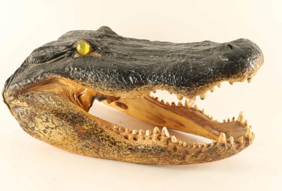Alligator Head