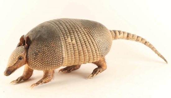 Full Mounted Armadillo