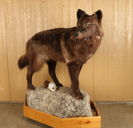 Full Mounted Brown Wolf