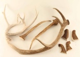 Large Lot of Antlers