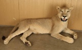 Full Mounted African Lion