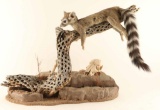 Full Mounted Ring Tail