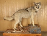 Full Mounted White Wolf