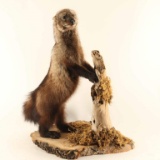 Full Mounted Fisher