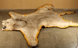 African Lion Rug