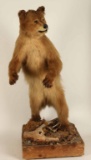 Smaller Full Mounted Bear