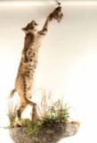 Full Mounted Bobcat
