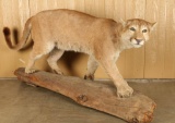 Full Mounted Mountain Lion