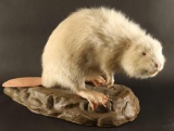 Full Mounted Albino Beaver