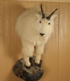 Shoulder Mounted Mountain Goat