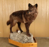 Full Mounted Brown Wolf