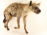 Full Mounted Hyena