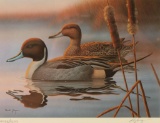 Duck Stamp Print