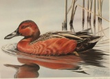 Duck Stamp Print