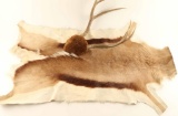 Pronghorn Rug and Deer Rack