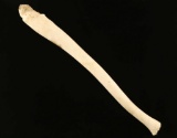 Baculum from a Walrus