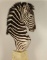 Zebra Shoulder Mount