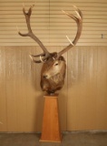 Red Stag Mount on Pedestal
