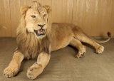 Full Mounted African Male Lion
