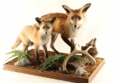 Two Fully Mounted Foxes