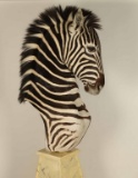 Zebra Shoulder Mount
