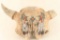 Painted Bull Skull