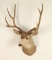 4x4 Deer Mount