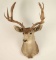 6x6 Buck Mount