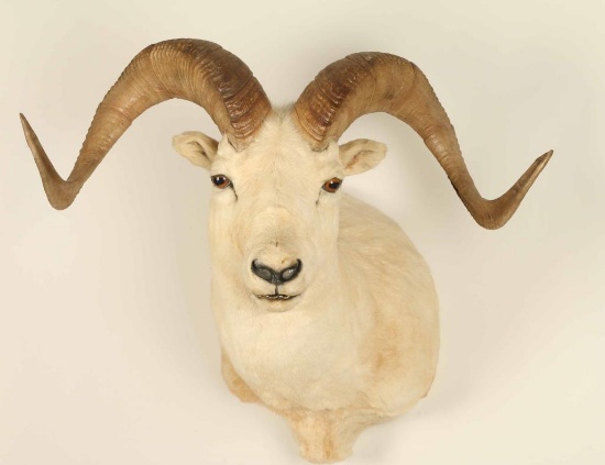 Dahl Sheep Shoulder Mount