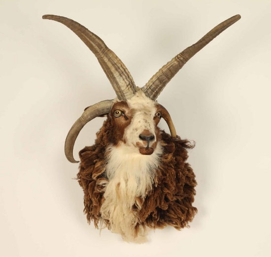 Four Horned Jacob Sheep