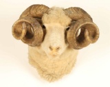 Sheep Shoulder Mount