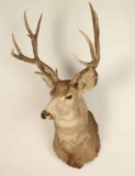 5x4 Deer Shoulder Mount