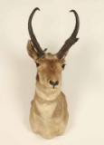 Antelope Buck Mount