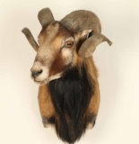 American Blackbelly Sheep