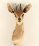 Dik Dik Shoulder Mount