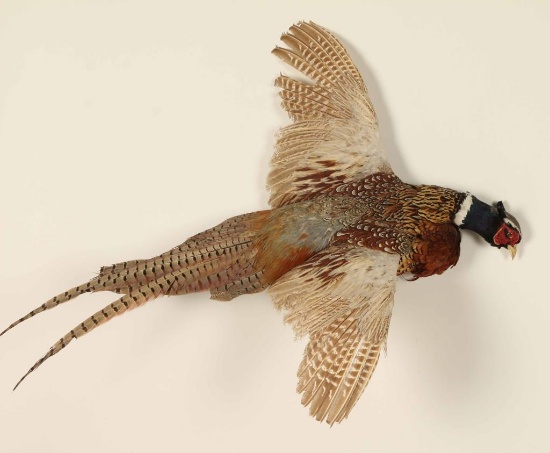 Pheasant Mount