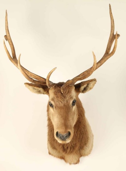 Elk Mount