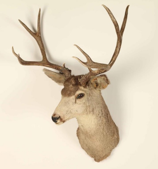 Buck Shoulder Mount