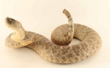 Full Mounted Rattlesnake